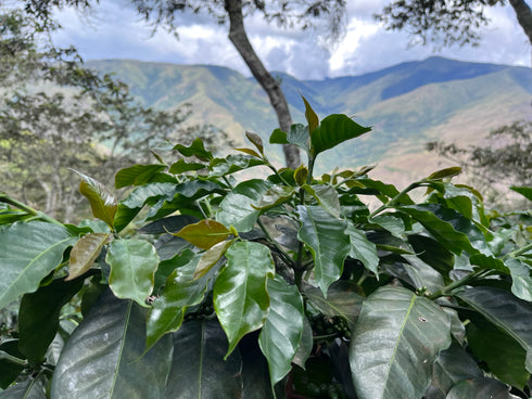 JAS Organic Peru Cochapampa Drip Bag